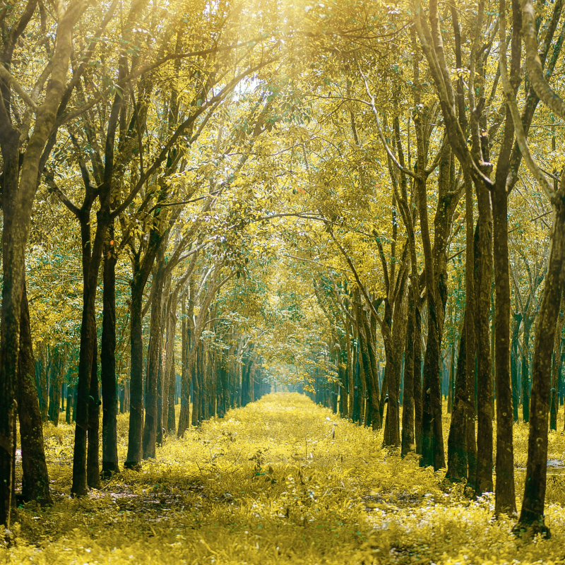 Forêt française