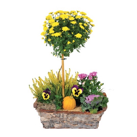 fleurs-de-deuil-en-pot-jaunes-clemence