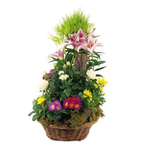 Fleurs pour enterrement - Fleurs de deuil en pot Douceur