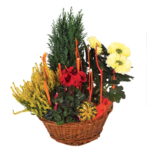 Fleurs offertes