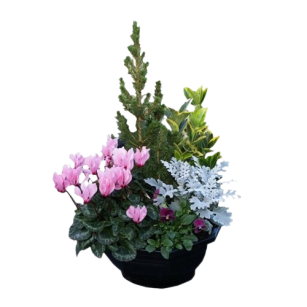 Fleurs pour enterrement - Fleurs de deuil en pot Résilience