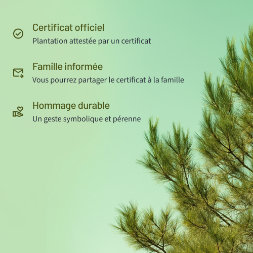 Arbre du souvenir – Image 5